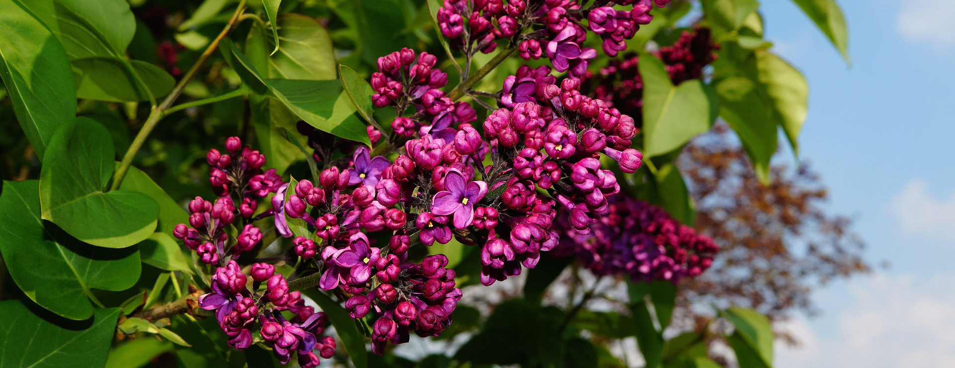 Plantes Jardin Shop 2 Plantes Jardin Shop -Plantes Jardin Shop lilac 331172 1920