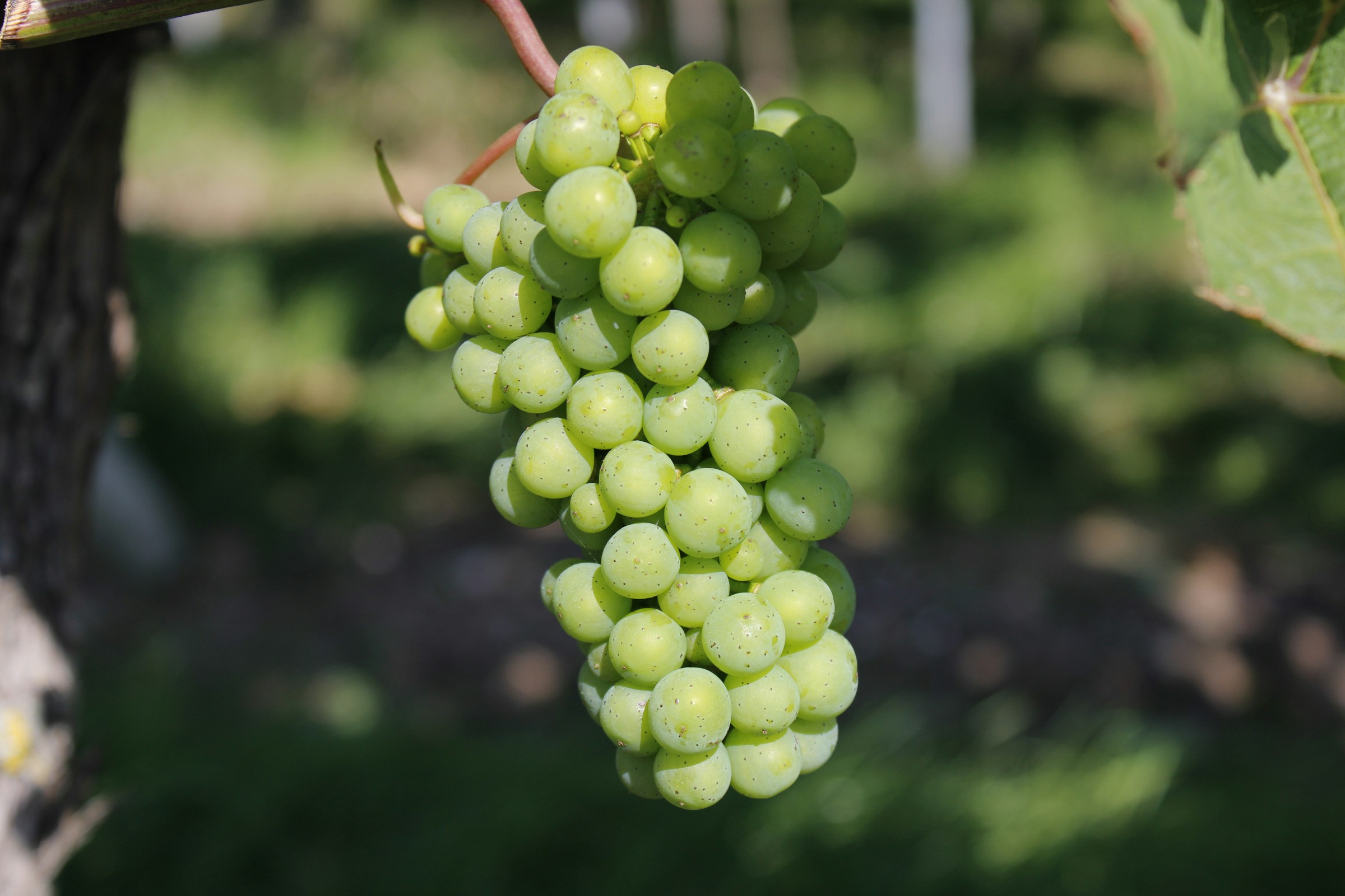 Plantes Jardin Shop -Plantes Jardin Shop merve sehirli nasir ehBoaXHDVig unsplash