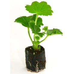 Kit Plateau Et Mottes Fertiss 3.2 X 3.5 Cm De Fertil : Plateau De 84 Mottes -Plantes Jardin Shop plateau de 84 mottes Fertiss 3cm2x3cm5 pour bouturage et semis 912450 3