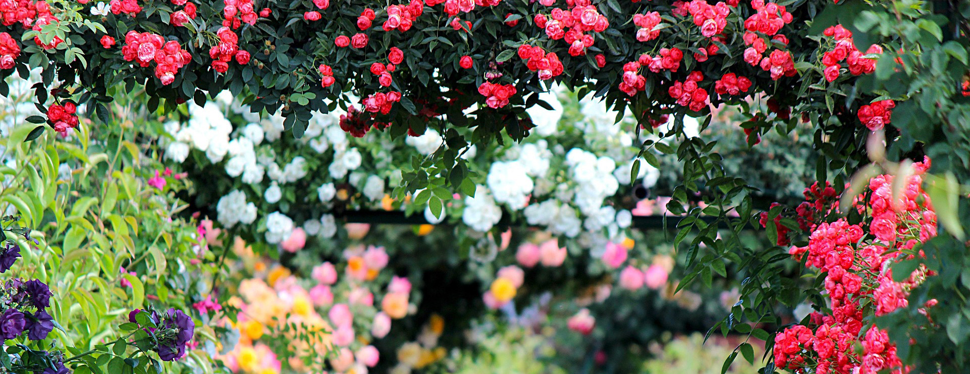 Plantes Jardin Shop -Plantes Jardin Shop rose 2721846 1920