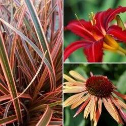 Collection Vivaces Orange Et Pourpre