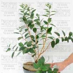 Viorne - Viburnum Plicatum Mary Milton -Plantes Jardin Shop viorne viburnum plicatum mary milton 9520 T